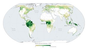 Above_ground_biomass