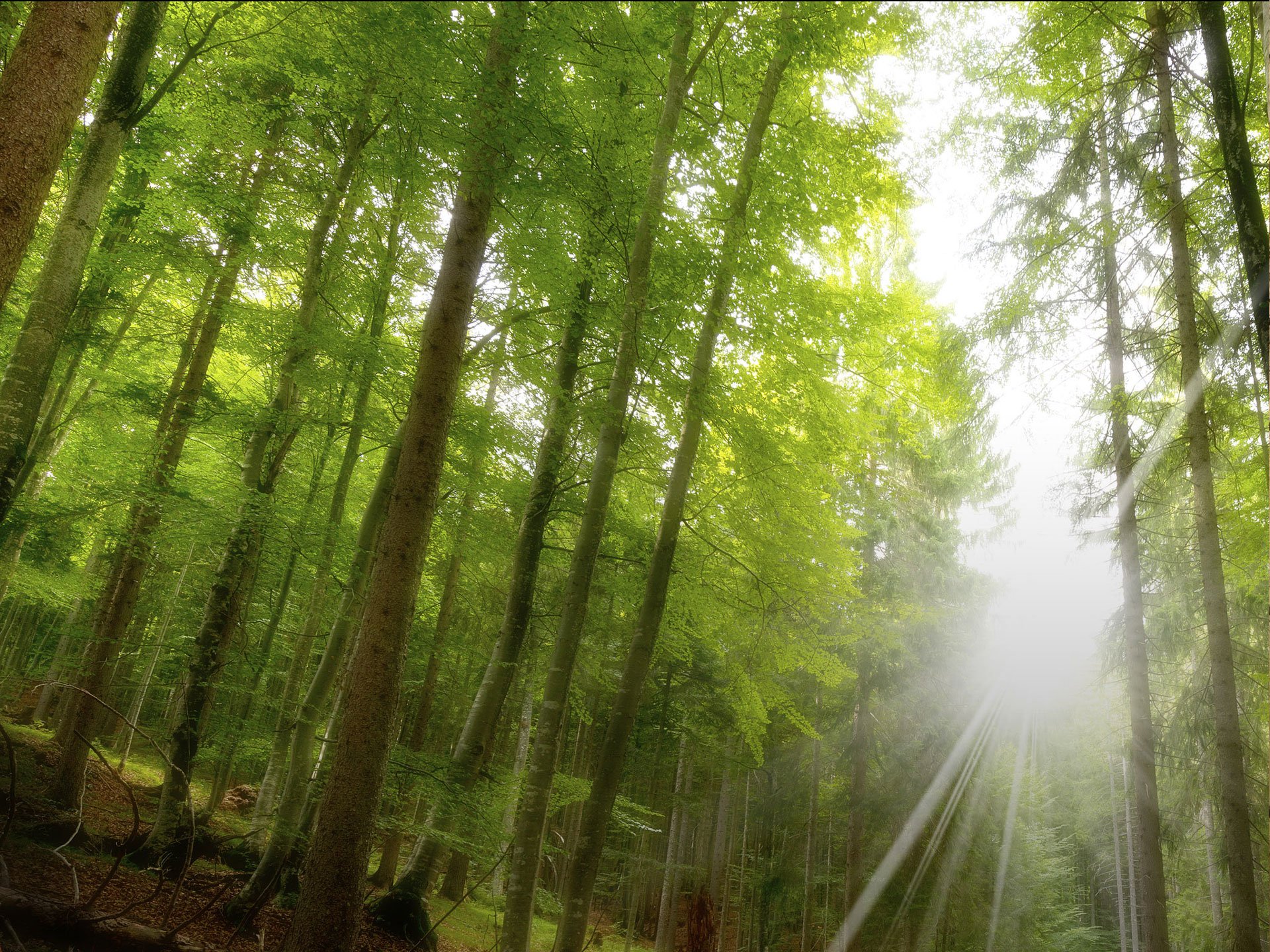 Study WP5.2 - Impacts and Evaluation of Vegetation Phenology Changes on Observed and Modelled Land-Atmosphere Processes