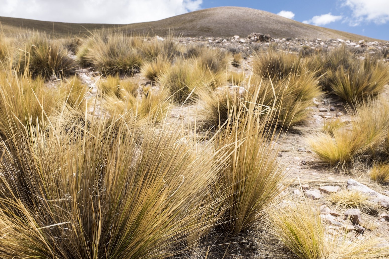 Dryland vegetation