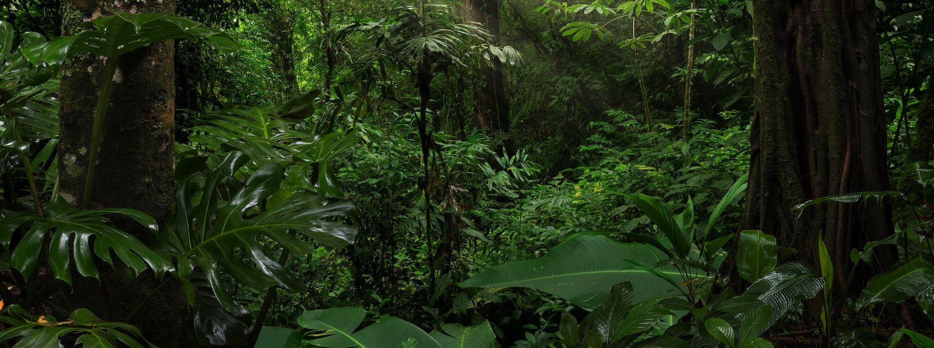 Tropical forest, Central America