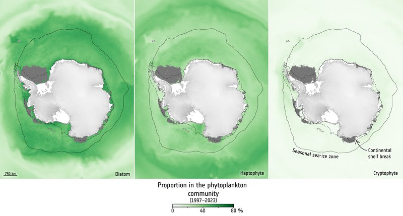 Proportion of different types of phytoplankton – diatoms, haptophytes and cryptophytes (from left to right) – as a percentage of the total community according to chlorophyll content. The dotted line is the Antarctic continental shelf break.