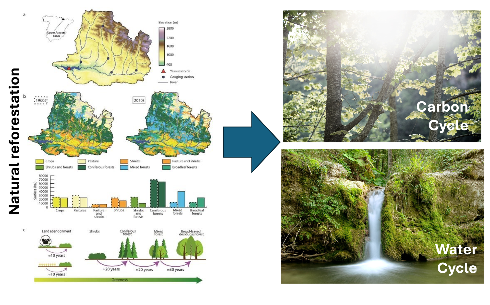 Land abandonment and natural reforestation processes occurred in the Mediterranean region (modified from Vicente-Serrano et al. 2021) and its effects