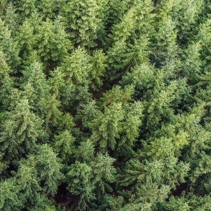 Biomass pexels-lukas-574190.jpg