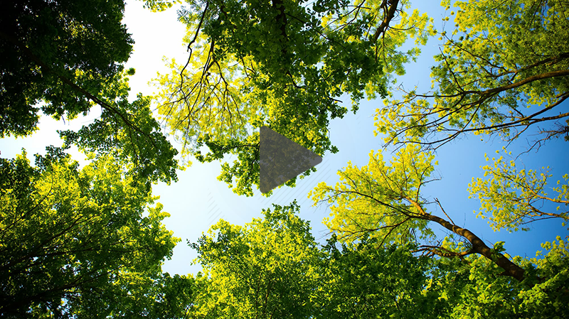 View of tall trees looking up from below