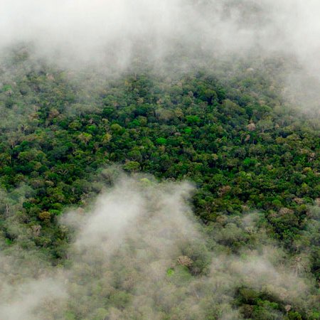 Aerial view of the Amazon Rainforest, near Manaus, the capital of the Brazilian state of Amazonas. Photo by Flickr user Neil Palmer (CIAT). CC-BY-NC-SA 2.0.