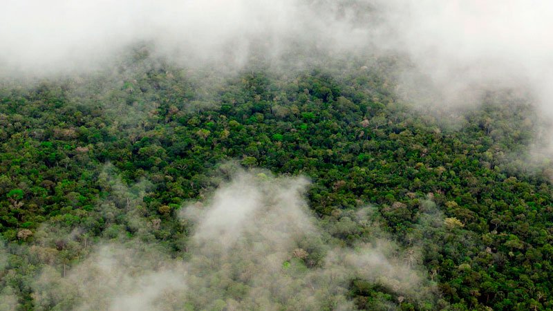 Aerial view of the Amazon Rainforest and clouds, near Manaus